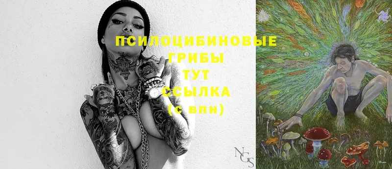 где купить наркоту  OMG зеркало  Псилоцибиновые грибы Psilocybe  Белореченск 